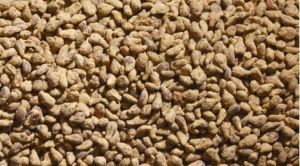 Lot de 100grs de pommes de terre miniature pour diorama