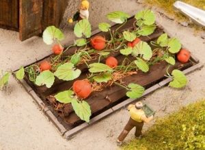 NOC13219 - 8 Plants de courges miniatures