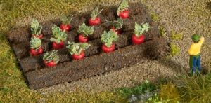 NOC13221 - 12 Plants de betteraves rouges miniature