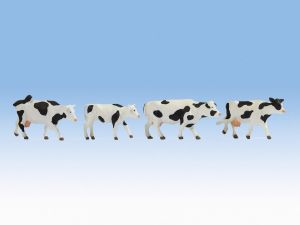 Vaches noire et blanche