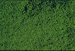 HEK1602 - Flocage vert foncé en mousse 14x28cm
