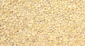 JUW23105 - Lot de 150grs miniature pour diorama - pomme de terre