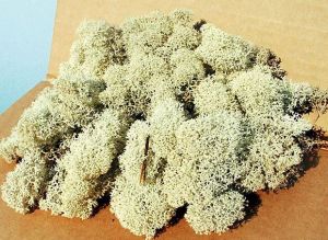 HEK3212 - Décor pour diorama - 30g - Lichen naturel