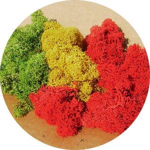 Sachet de 30g de Lichen couleurs assorties