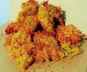 HEK3216 - Décor pour diorama - 30g - Lichen rouge ombré