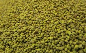 Sachet de grains de MAIS 100g