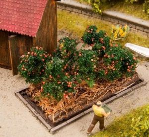 6 Plants de tomates miniature