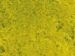 HEK1593 - Tapis 28x14cm de prairie fleurs de colza