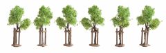 NOC21538 - Lot de 6 jeunes arbres avec tuteurs