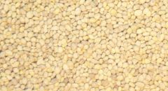 JUW23105 - Lot de 150grs miniature pour diorama - pomme de terre