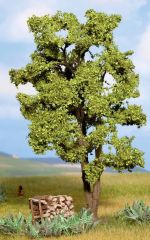 NOC21660 - Arbre de 15 cm - Acacia