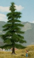 NOC21811 - Sapin Nordmann de 14.5 cm