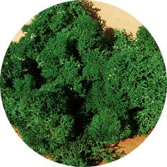 Sachet de 30g de lichen couleur vert foncé