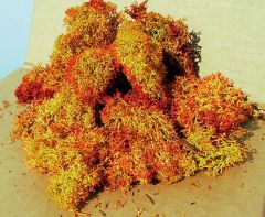 HEK3216 - Décor pour diorama - 30g - Lichen rouge ombré