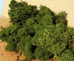 HEK3218 - Décor pour diorama - 30g - Lichen vert moyen