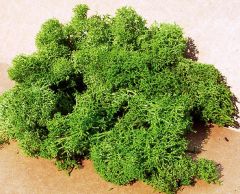 HEK3219 - Décor pour diorama - 75g - Lichen vert clair