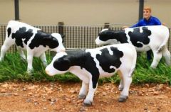 BT3068 - Set de 3 vaches Debout de couleurs Blanche et noire