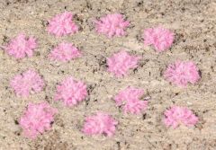 HEK1825 - Lot de 100 touffes de lavande de 5 à 6 mm