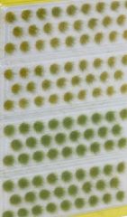 NOC07130 - 104 touffes d'herbes