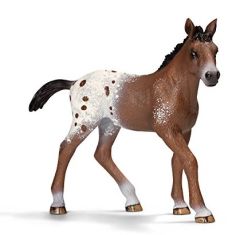 SHL13733 - Poulain de race Appaloosa