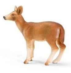 SHL14254 - Biche De Virginie