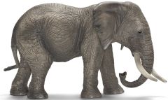 SHL14657 - Éléphant d'Afrique Femelle