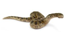 SHL14778 - Figurine de l'univers des animaux sauvages - Anaconda géant