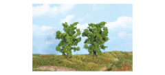 HEK19101 - 2 Arbres de 14 cm – Poiriers