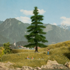 NOC21811 - Sapin Nordmann de 14.5 cm