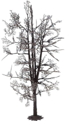 NOC22020 - Structure d'arbre de 18.5 cm - Tilleul