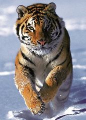 TRF37009 - Puzzle  Le tigre des neiges 500 Pièces - Dimensions 34 x 48 cm