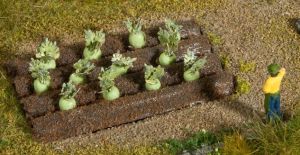 NOC13220 - 16 Plants de choux raves minitures