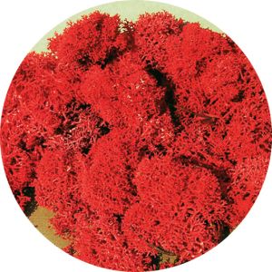 HEK3213 - Sachet de 30g de Lichen couleur rouge