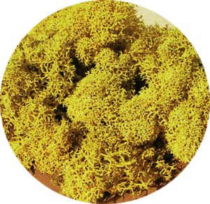 HEK3215 - Sachet de 30g de Lichen couleur jaune