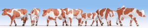 NOC15726 - 6 vaches et 1 veau de couleur Marron et blanche